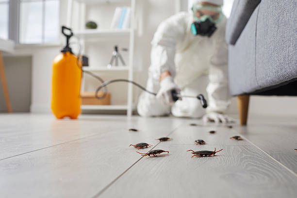 Affordable Termite Control solutions in Minneapolis, KS
